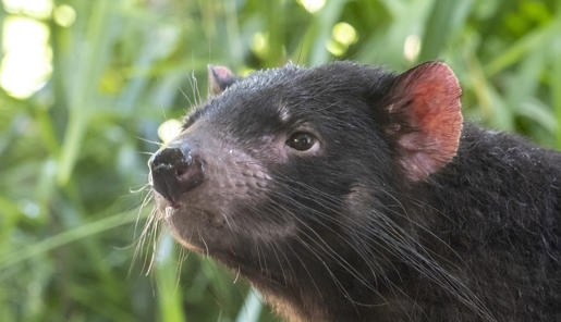 Female Tasmanian Devil facing left of frame