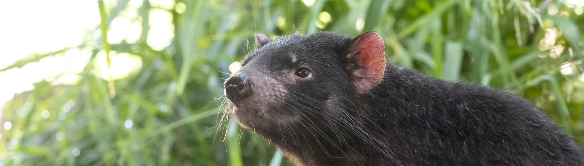 Female Tasmanian Devil facing left of frame.