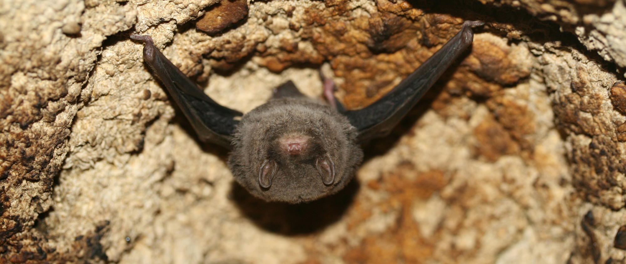 Southern Bent-wing Bat research. Bats roosting and flying inside cave. Photographic credit required, Steve Bourne.
