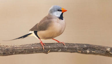 Two Long Tailed Finches on a tree branch.