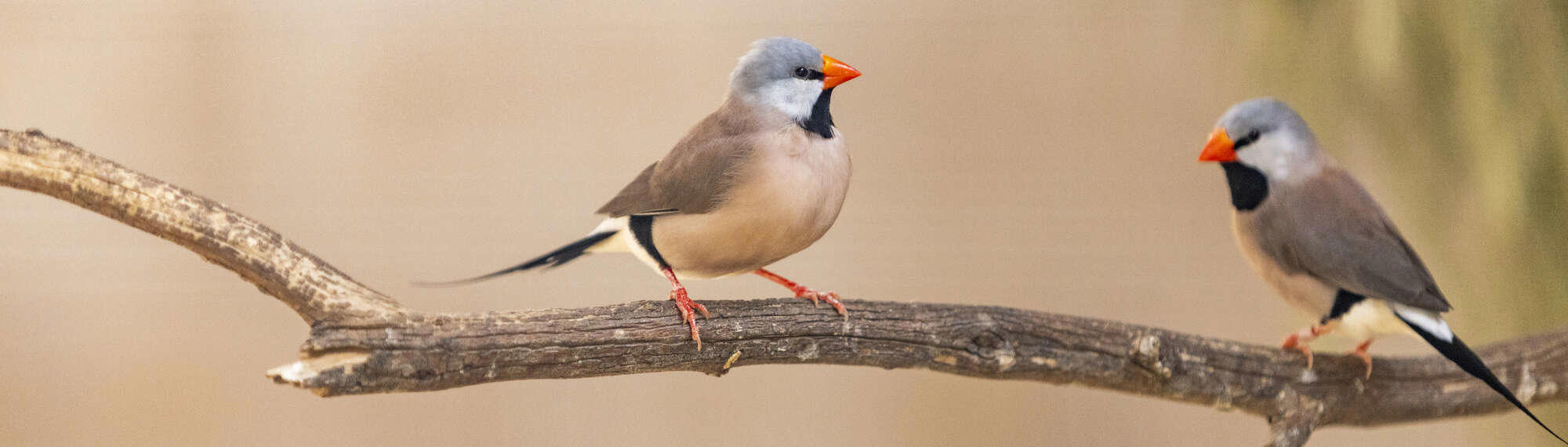 Two Long Tailed Finches on a tree branch.