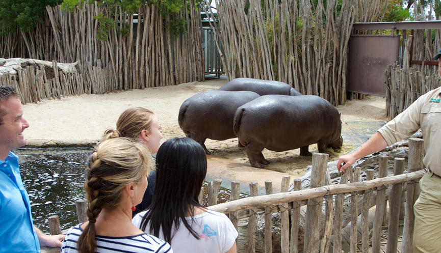 A group of people listening to a Zoo Keeper talk in front of three Hippos.