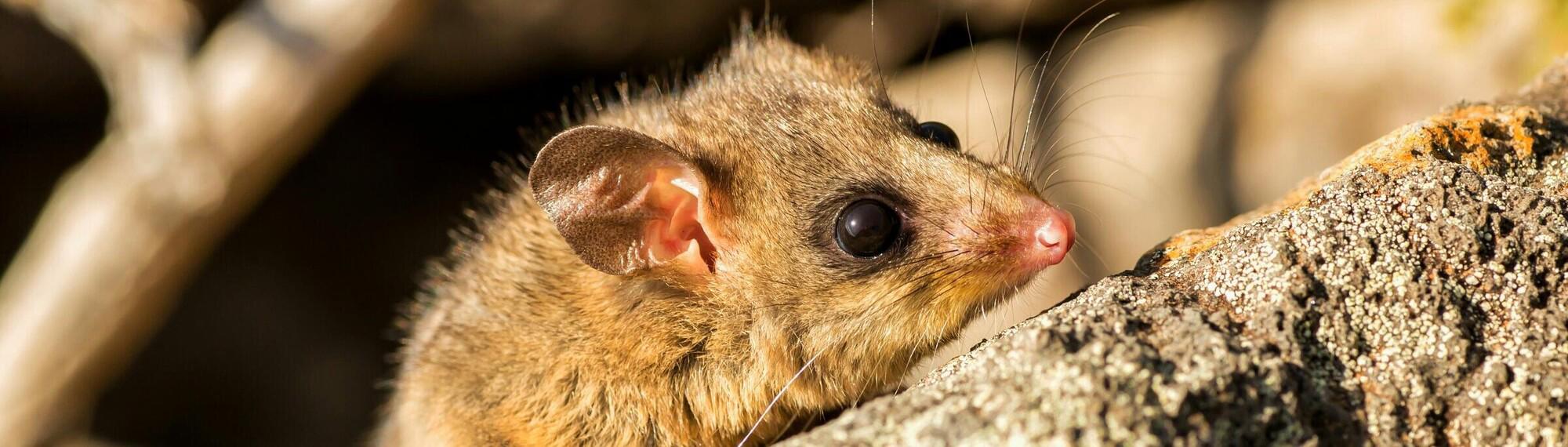 Close up of a possum's face, resting on an angled rock