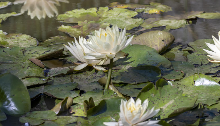 Close-up of a pond with lily-pads and white flowers.