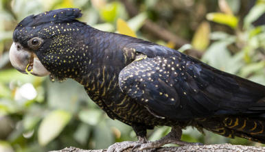 One Red-Tailed Black Cockatoo, facing left.