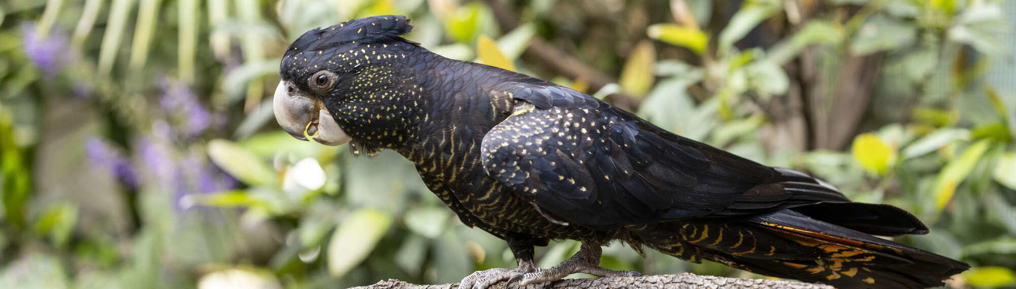 One Red-Tailed Black Cockatoo, facing left.