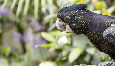 One Red-Tailed Black Cockatoo, facing left.