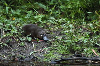 Wild platypus treated at Healesville Sanctuary
