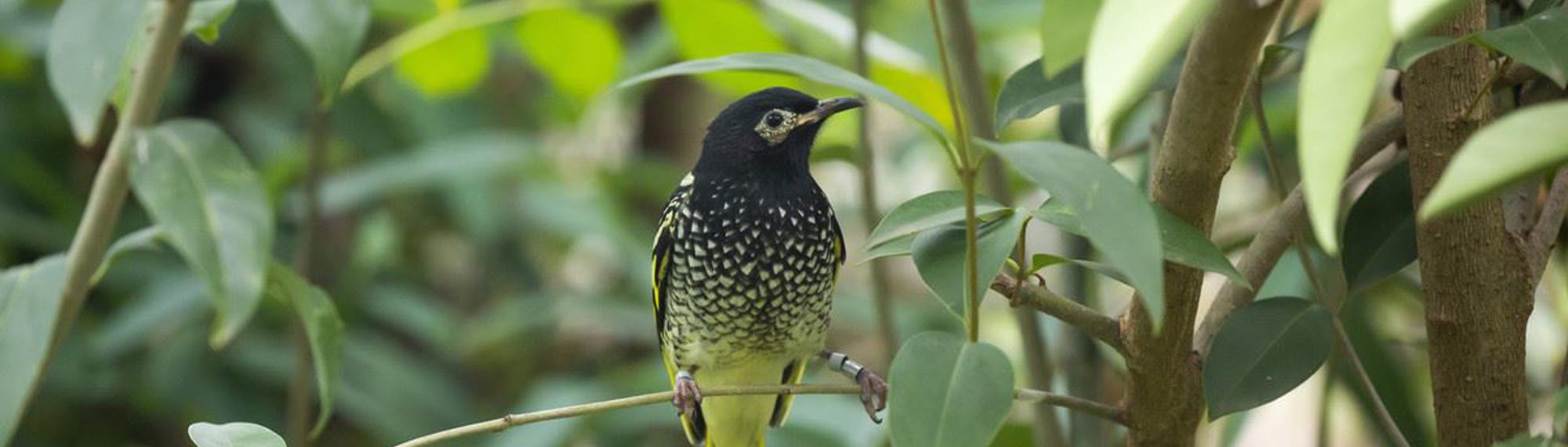 Regent Honeyeater with its black head and yellow speckled body with a yellow tail standing on a tree branch amongst the leaves.