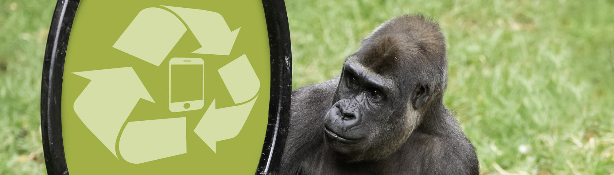 A Western Lowland Gorilla holding a ring with a "They're Calling On You" sign. 