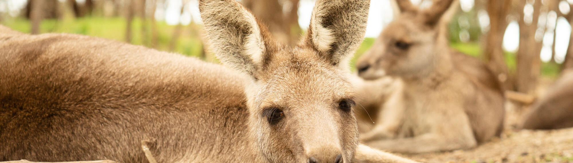 Two Eastern Grey Kangaroos lying down amongst some sticks and bark.