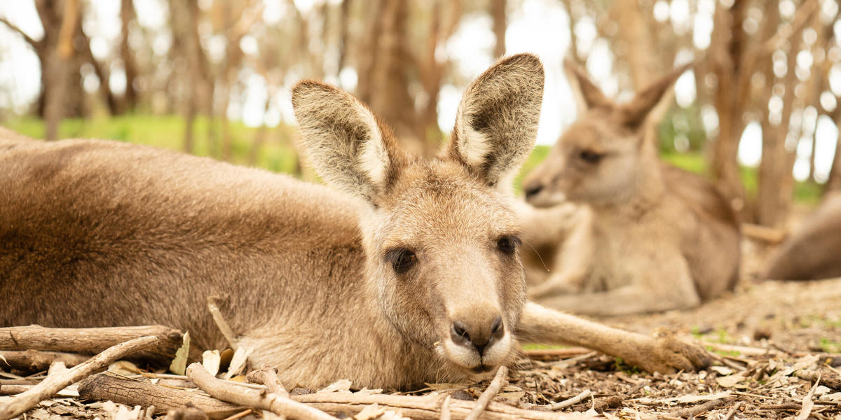 Three Eastern Grey Kangaroos lying down amongst some sticks and bark.