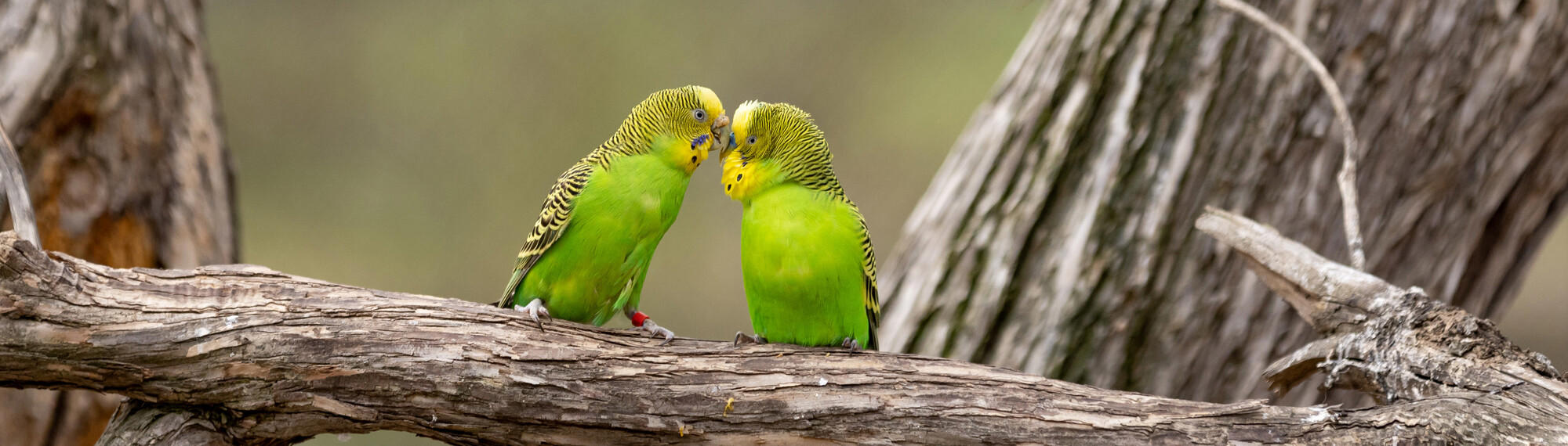 Two green Budgerigars facing each other while preening on a branch.