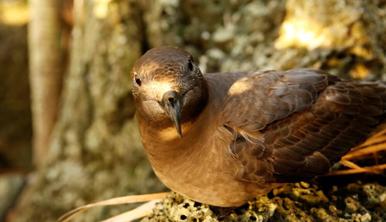 A brown bird sits on a rocky surface and stares directly at the camera.