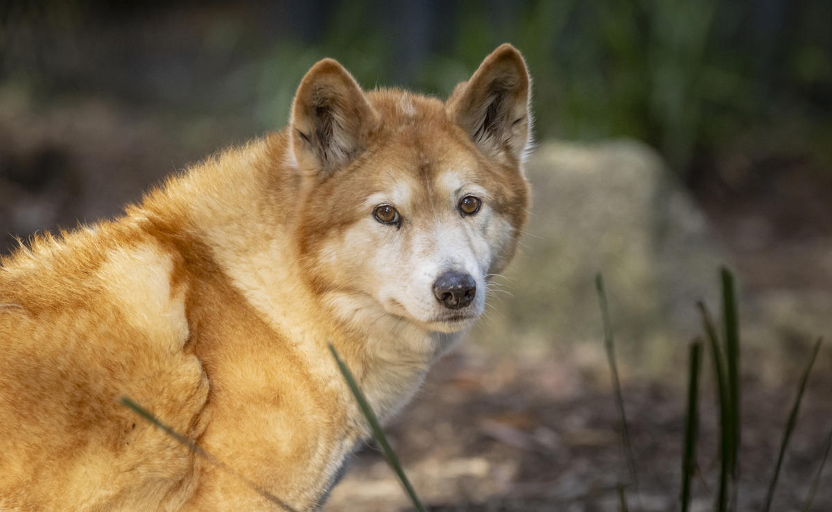 Close-up of a Dingo's head with pale orange fur, brown eyes and a black nose.