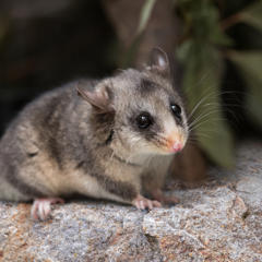 A Mountain Pygmy-Possum on a mossy rock surface, facing right.