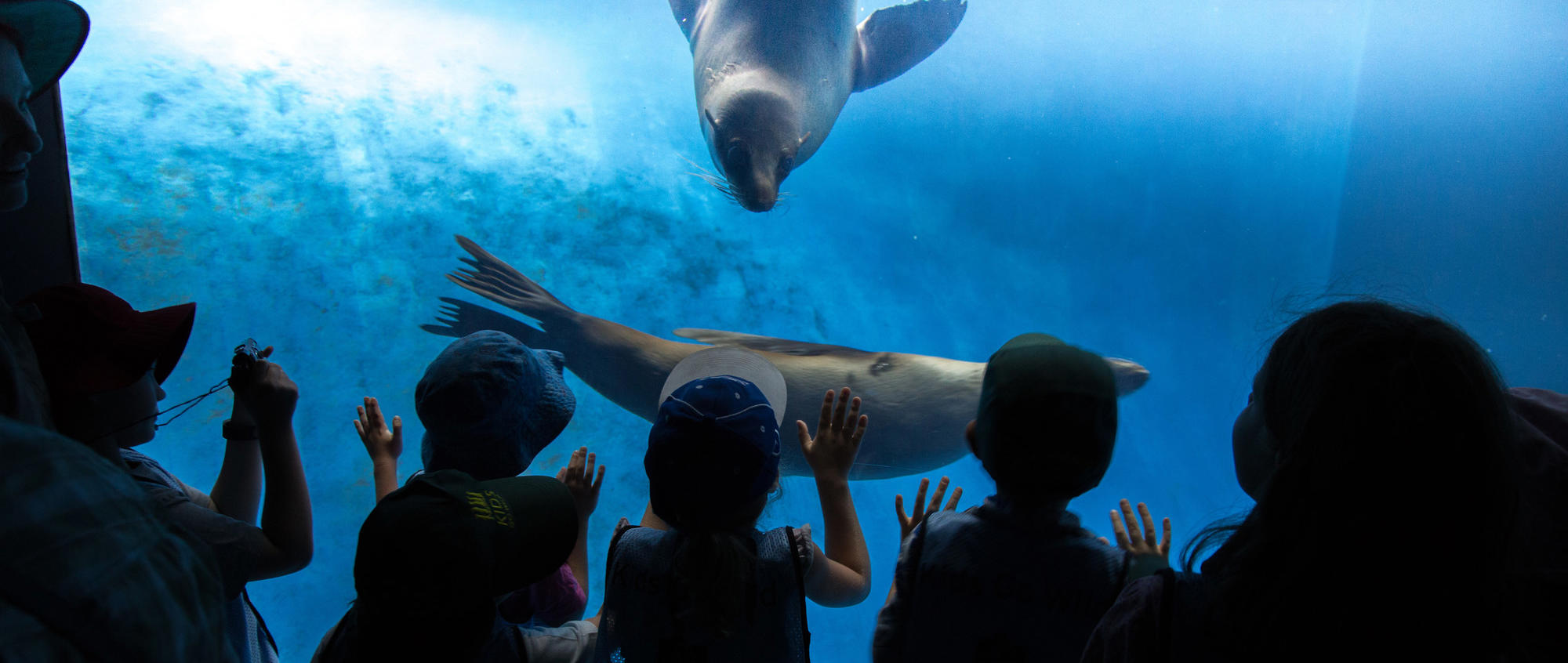 A behind view of six children watch two Seals play is the blue of the Wild Sea habitat at Melbourne Zoo.