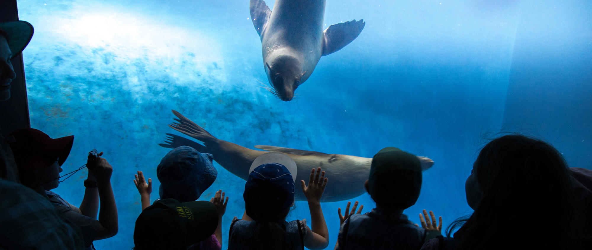 A rear view of six children watching two Seals play in the blue of the Wild Sea habitat at Melbourne Zoo.