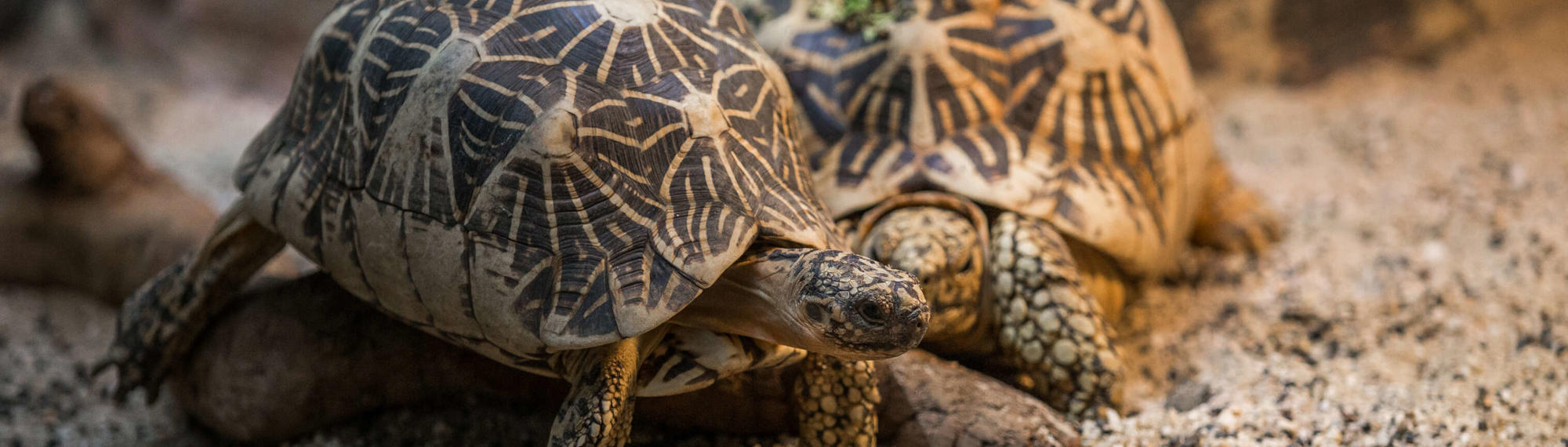 Two patterned Star Tortoises At Melbourne Zoo Reptile House