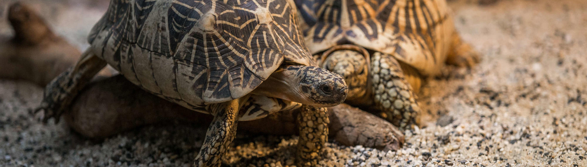 Two patterned Star Tortoises at Melbourne Zoo Reptile House.