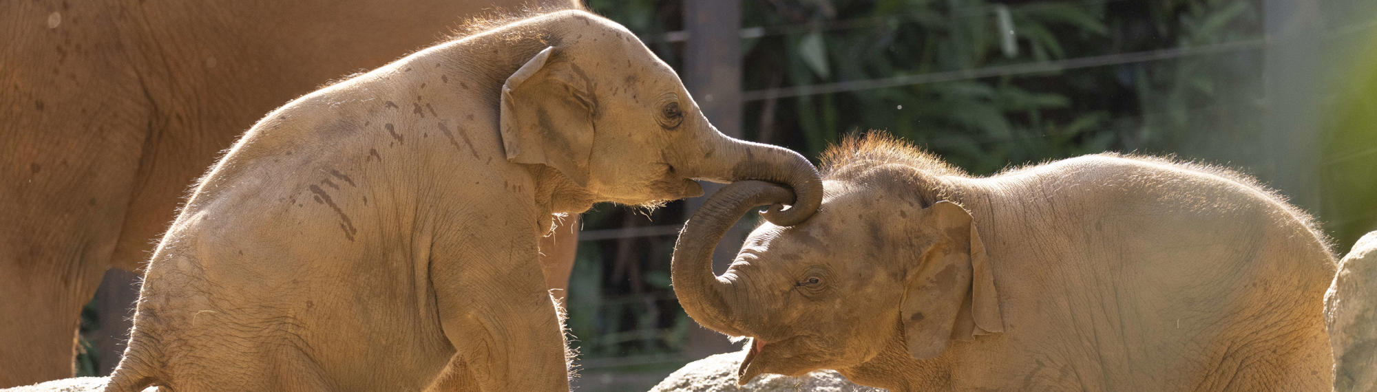 Two Asian Elephant calves linking trunks as they play in the sunshine