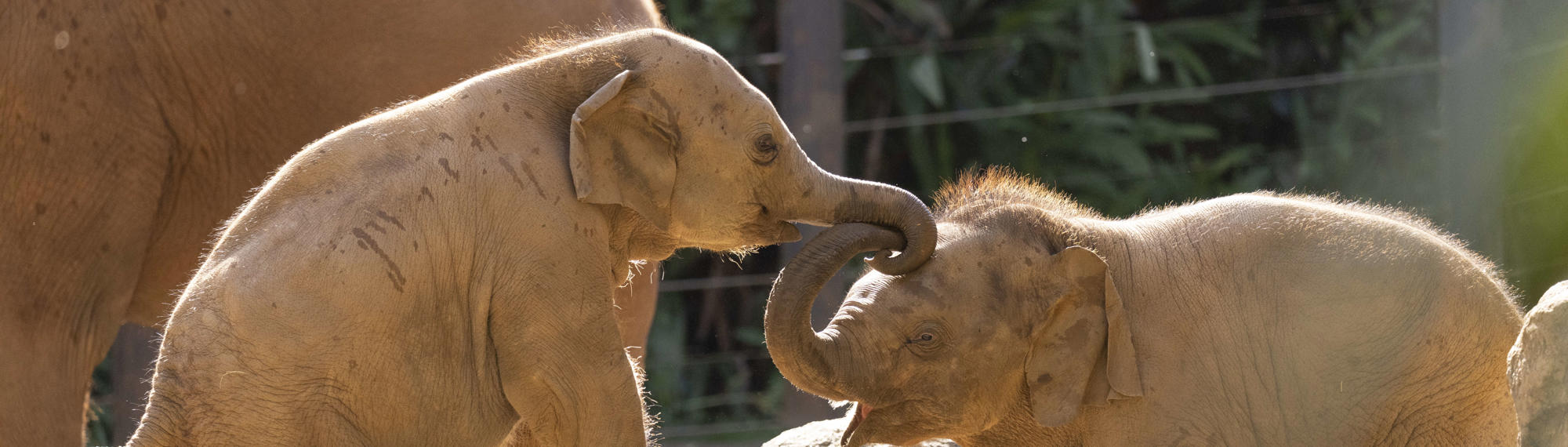 Two Asian Elephant calves linking trunks as they play in the sunshine