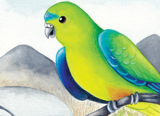 Illustration of Obie, the Orange-Bellied Parrot, perched on a tree branch.