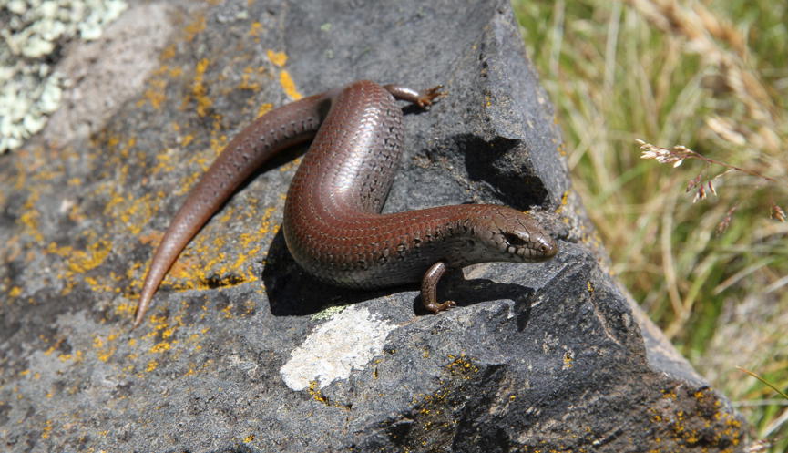 Alpine She-Oak Skink on a rock in the sunshine.