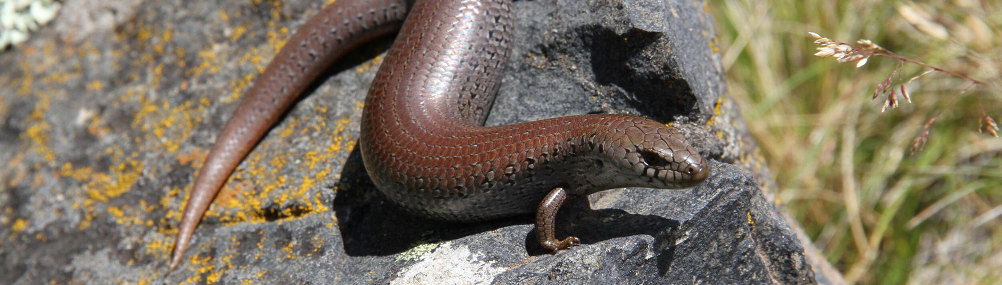 Alpine She-Oak Skink on a rock in the sunshine.