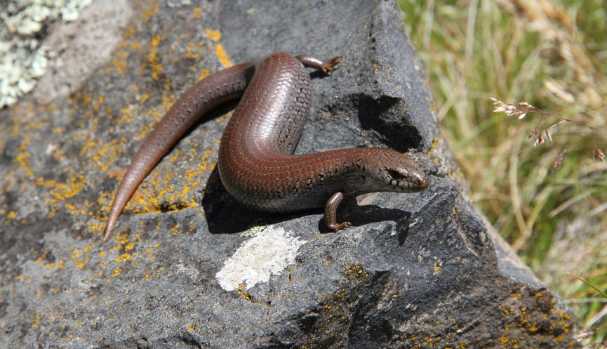 An Alpine She-Oak Skink basking on a rock in the sunshine.