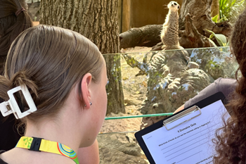 Three guests, one holding a clipboard with a printed quiz, looking at a Meerkat in sentry who's looking left, back at them.