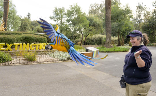 Blue-and-Yellow Macaw in Flight Training with a Keeper at the Main Drive Circle.