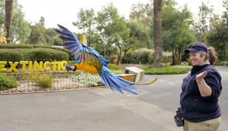 Blue-and-Yellow Macaw in Flight Training with a Keeper at the Main Drive Circle.