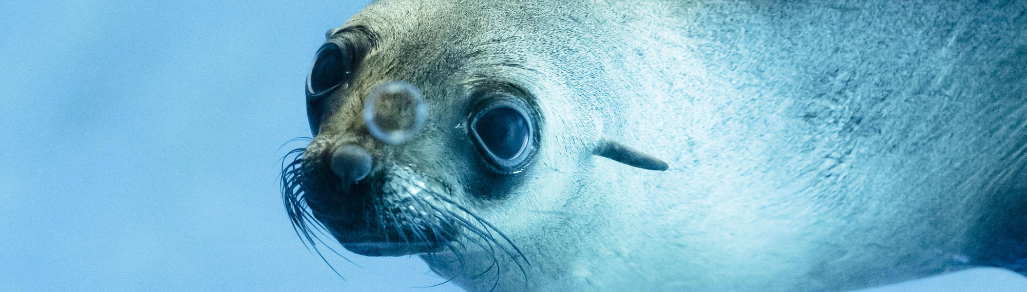 An Australian seal swimming through blue water