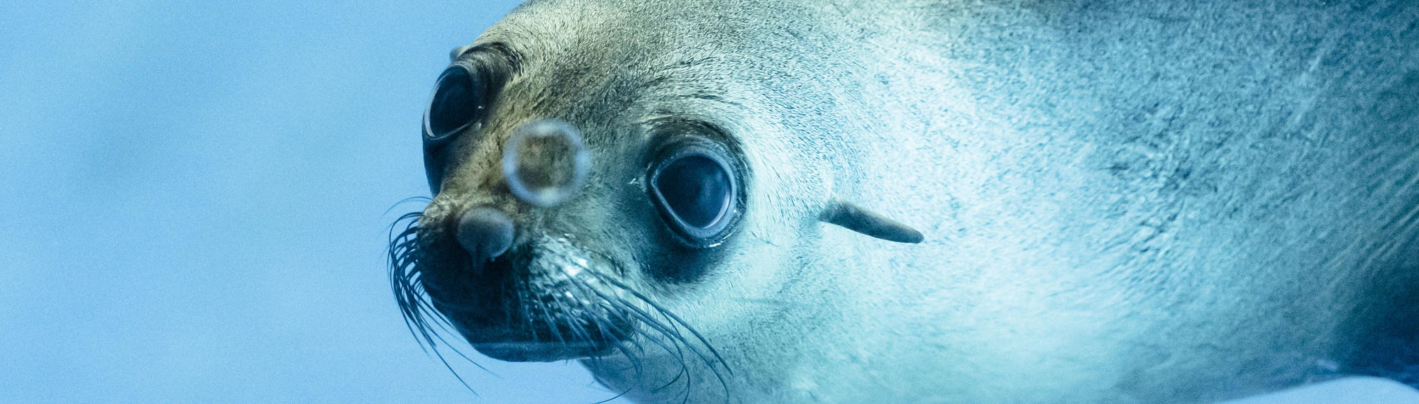 A Fur-Seal swimming left through blue water.