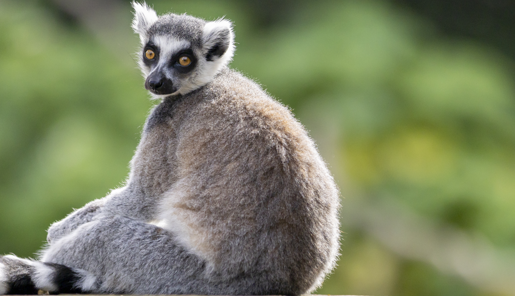 A fluffy grey Ring Tailed Lemur sits, enjoying the winter sunshine.