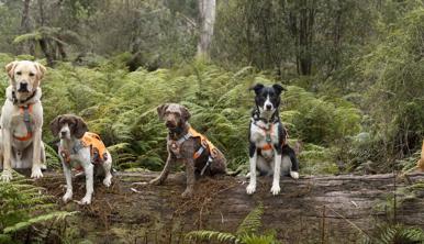 Five dogs in orange vests sitting on a long log staring at the camera with ferns in the background