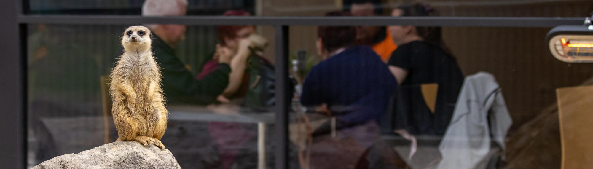 A Meerkat perched on a rock on the foreground, with a group of five visitors around a café table in the background.