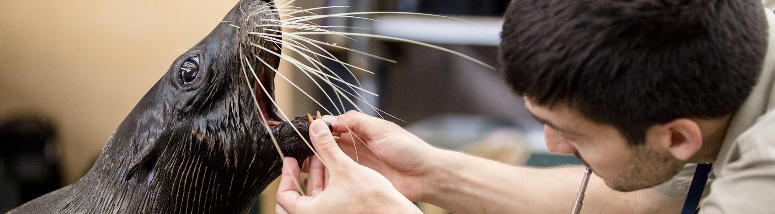 Seal opening their mouth (left) while a Keeper gives a health check (right).