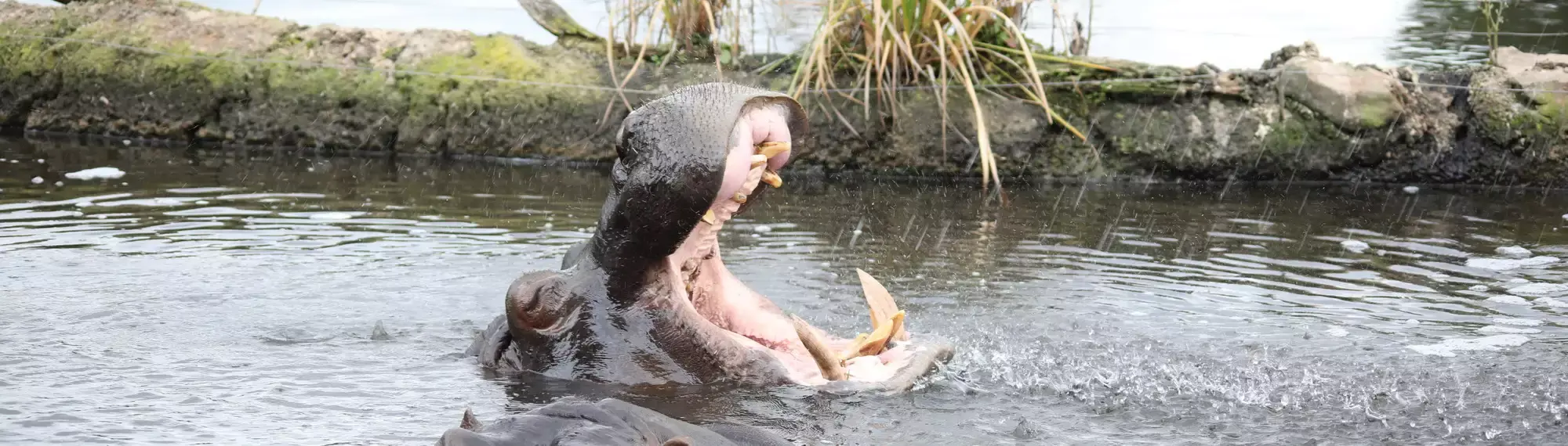 Hippo in water with head coming out of water, facing right with mouth wide open.