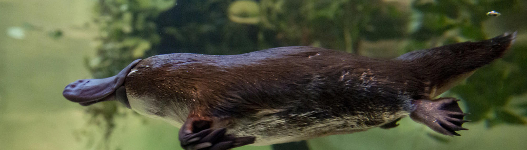 Yumi The Platypus Swimming