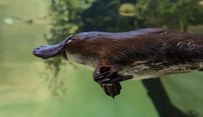 Yumi The Platypus Swimming