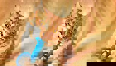 A ginger tabby cat, with head tilted left, holds a blue toy with their right paw and mouth, attached to a leash, on a light orange bedsheet.