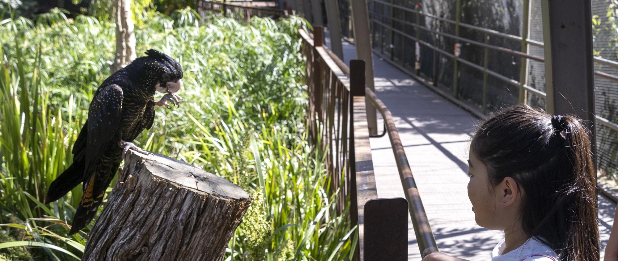 A young girl faces a Black Cockatoo, with left foot to their beak, in the Melbourne Zoo Great Flight Aviary.