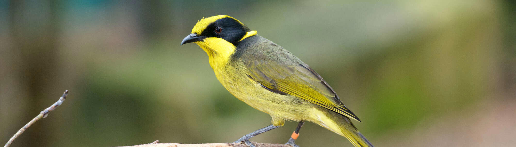 Helmeted Honeyeater in Cool Conservation at Healesville Sanctuary