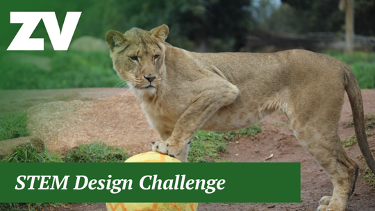 "STEM Design Challenge": A Lioness rests her front left paw on a yellow ball, while looking to her left.