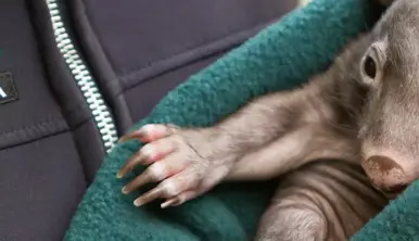 Close up of a Wombat joey, wrapped in a teal blanket, held by a Keeper.