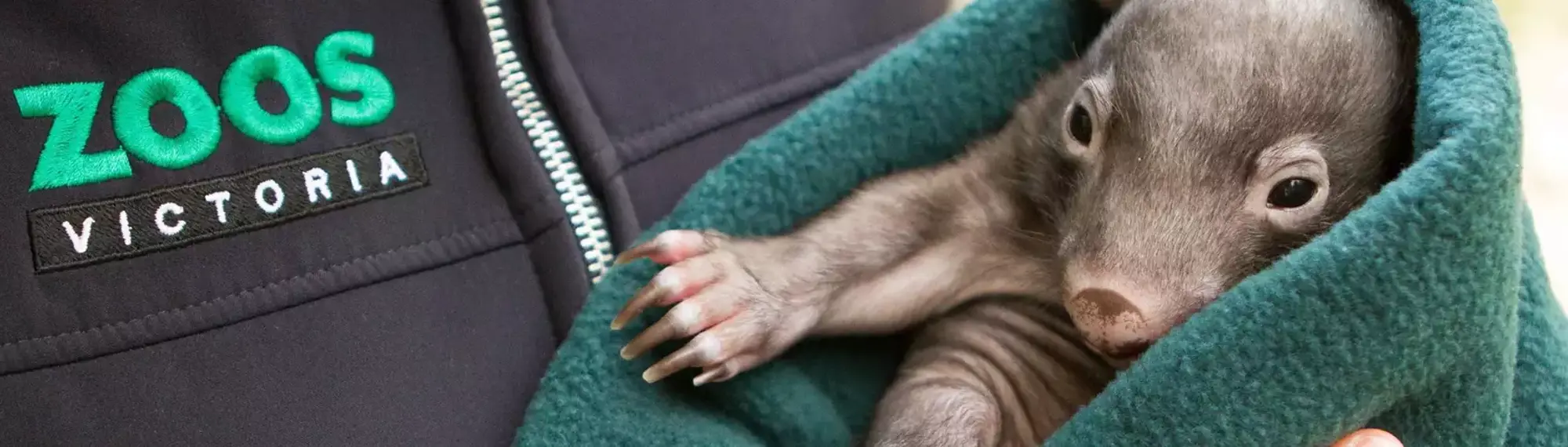Close up of a Wombat joey, wrapped in a teal blanket, held by a Keeper.