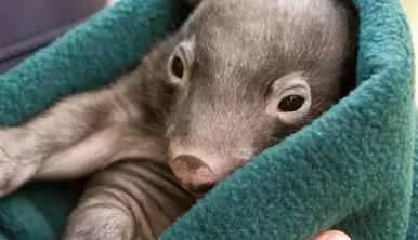 Close up of a Wombat joey, wrapped in a teal blanket, held by a Keeper.