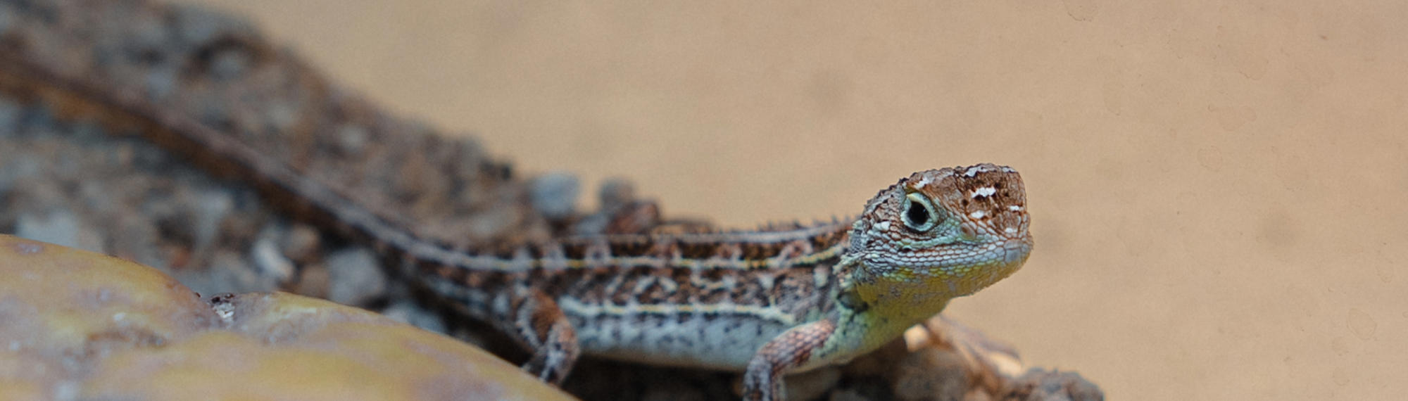 A Victorian Grassland Earless Dragon, facing right inside their enclosure.
